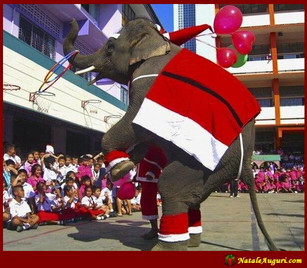 Elefante a Natale